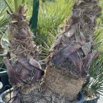 Palma vláknitá (Washingtonia filifera) – výška kmeňov 50-60 cm/80-90 cm, celková výška 200 cm, kont. C110L (-4°C) - DVOJIČKY